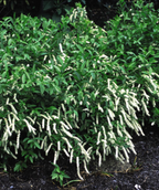 Henry's Garnet Virginia Sweetspire planted in landscape