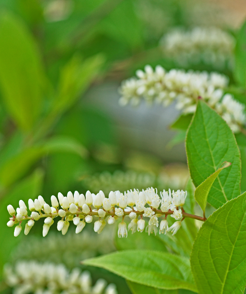 Close up of Henry's Garnet Fragrant Virginia Sweetspire flowers, long cluster of small fragrant white flowers with green foliage