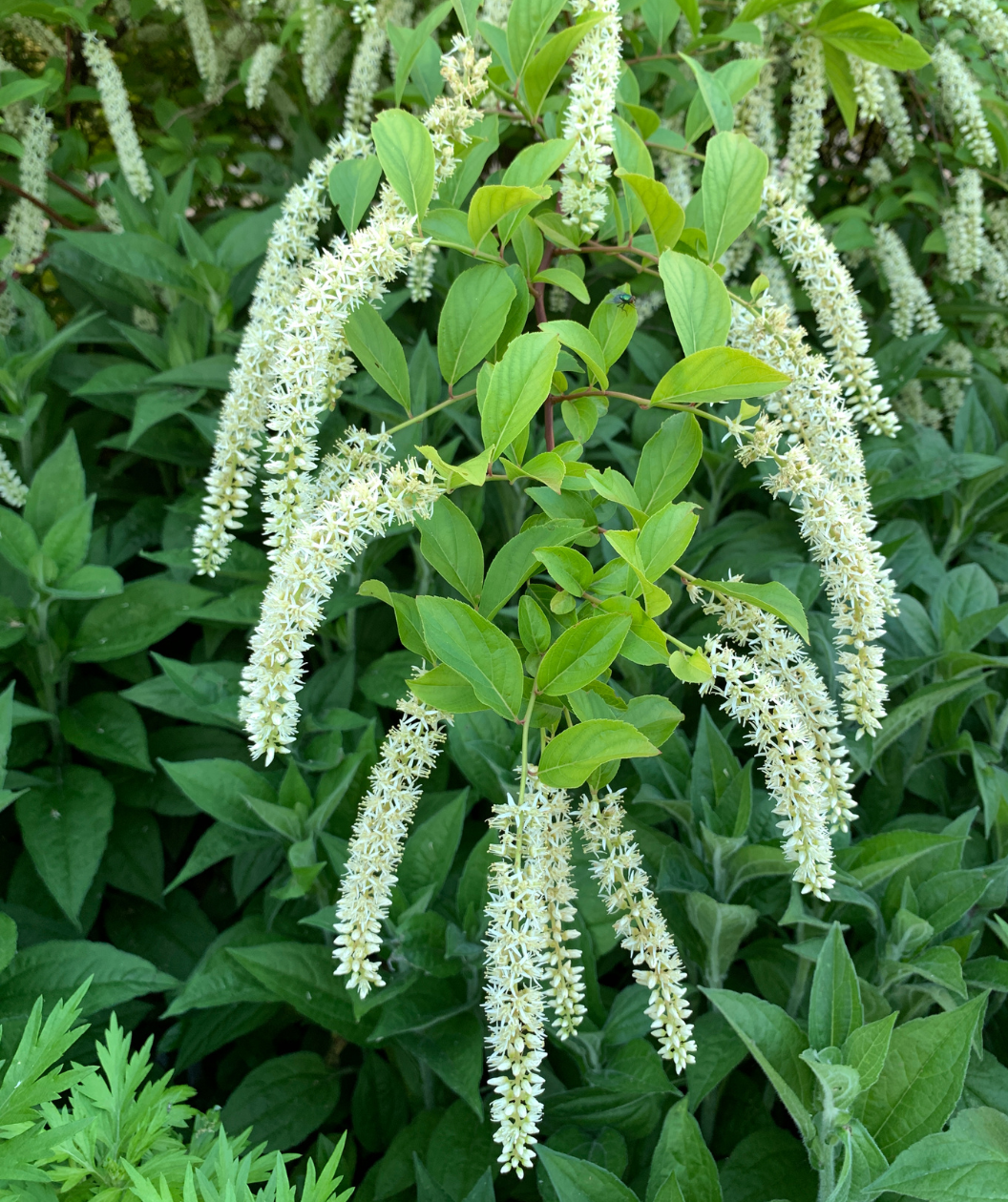 Henry's Garnet Virginia Sweetspire in Bulk