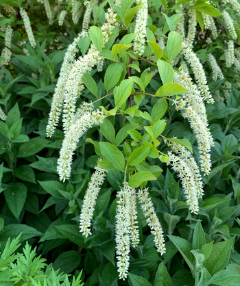 Henry's Garnet Fragrant Virginia Sweetspire, long clusters of wispy white flowers emerging from green foliage