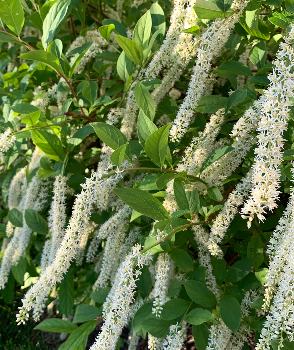 Henry's Garnet Fragrant Virginia Sweetspire, long clusters of wispy white flowers emerging from green foliage