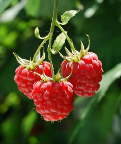 Close up of Heritage Ever-Bearing Red Raspberry fruit, three ripe red raspberries hanging on green stems