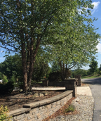 Large Heritage River Birch in a clump form with exfoliating bark planted on either side of a driveway 