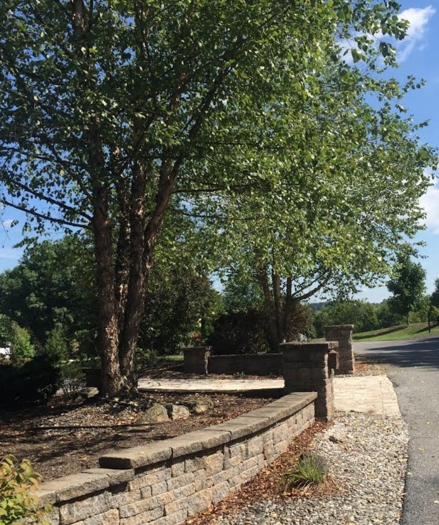 planting river birch near house Heritage® River Birch