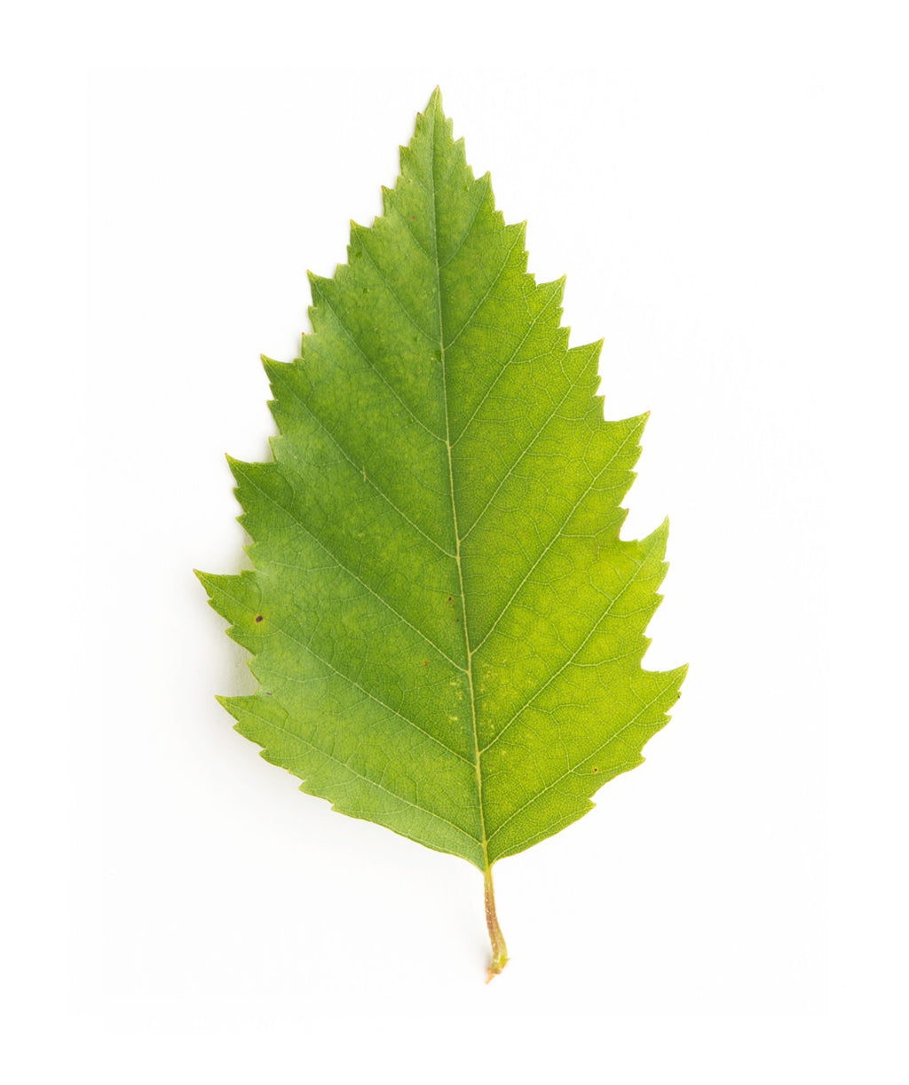A singular teardrop shaped green leaf of the Heritage River Birch