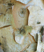 A closeup of the peaches-and-cream colored exfoliating bark of the Heritage River Birch