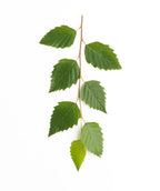 A branch of the Heritage River Birch tree showing seven green leaves