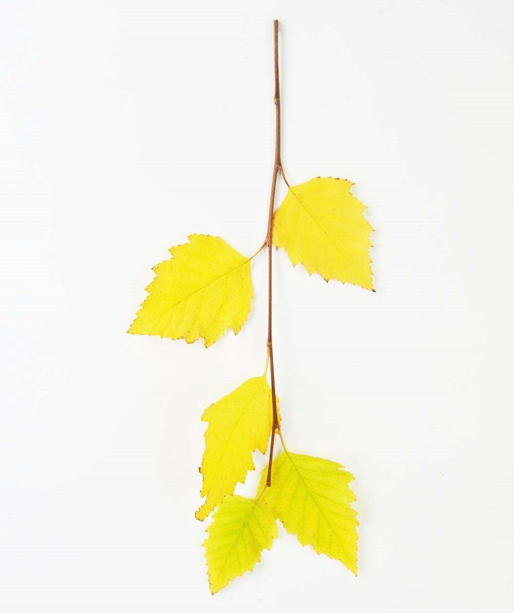 A branch of the Heritage River Birch tree showing five bright yellow leaves during fall