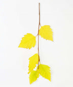 A branch of the Heritage River Birch tree showing five bright yellow leaves during fall