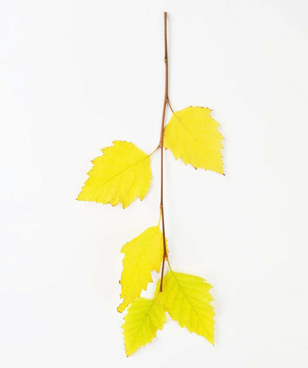 A branch of the Heritage River Birch tree showing five bright yellow leaves during fall