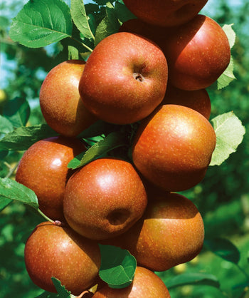 Close up of Hewes Edible Crabapple, various round orange-brown colored fruit clustered on a branch