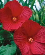 Luna Red Hardy Hibiscus closeup of two glossy red flowers and yellow centers with deep green foliage in background