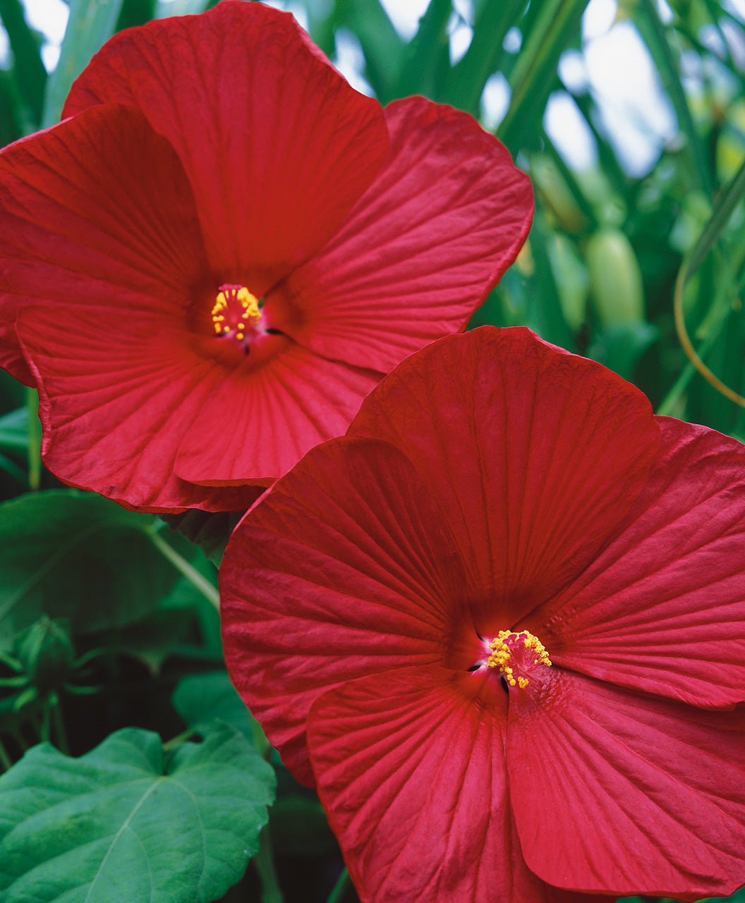 Luna Red Hardy Hibiscus closeup of two glossy red flowers and yellow centers with deep green foliage in background