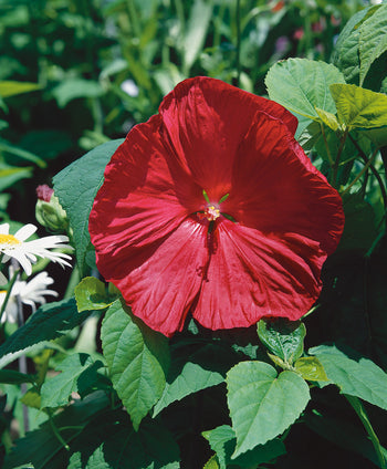 Luna Red Hardy Hibiscus glossy deep red flower with deep green foliage