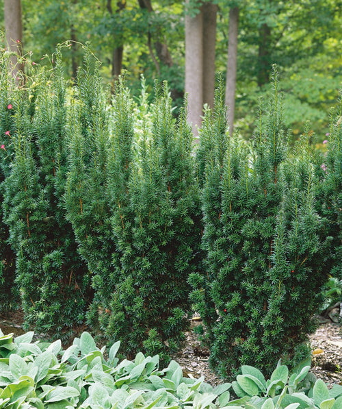 Several Hick's Upright Yew planted in a landscape, upright growing evergreen with short soft needle like foliage