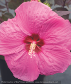 Head Over Heels Passion Hibiscus closeup of pink flower