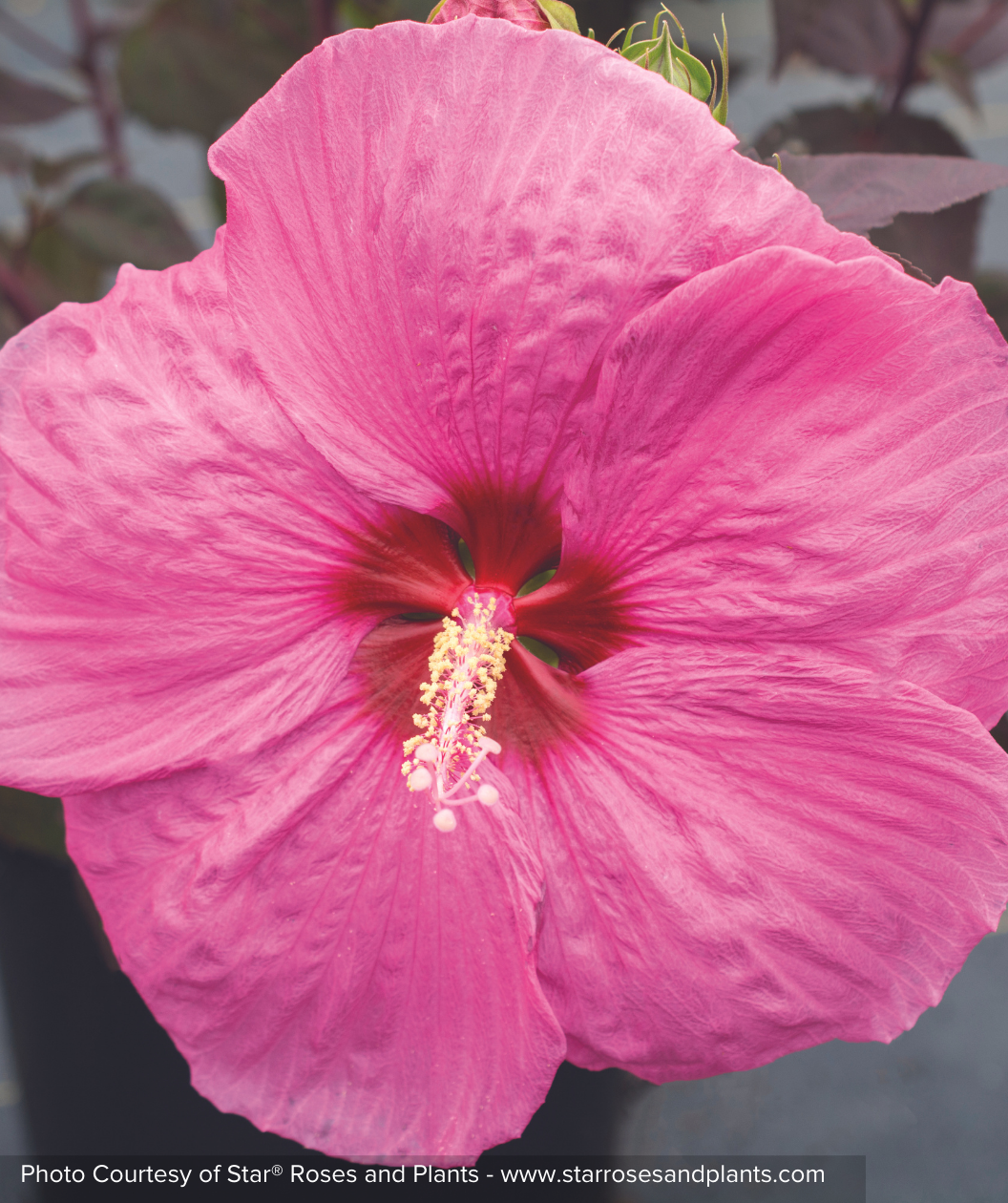 Head Over Heels Passion Hibiscus closeup of pink flower