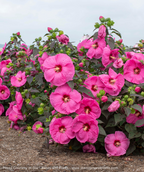 Head Over Heels Passion Hibiscus shrub in landscape