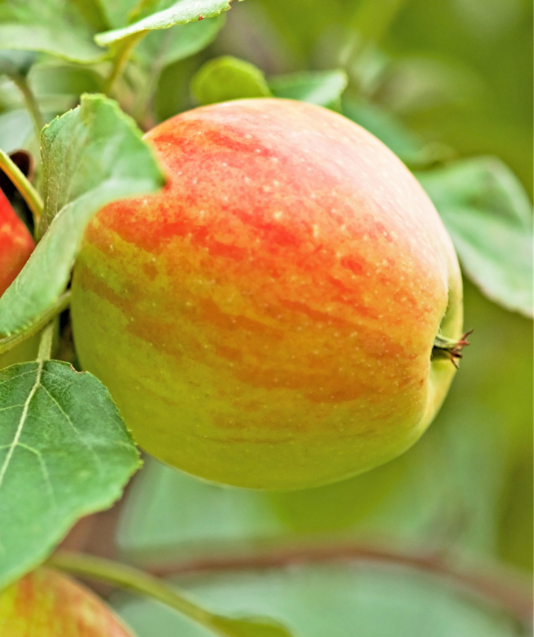 A closeup of the reddish-green fruits of the Honeycrisp Apple