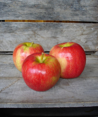Bulk Organic Gala Apples
