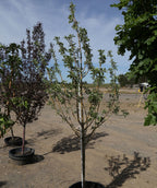 Honeycrisp Yellow Fruiting Apple growing on a nursery, green leaves with a uniquely colored yellow brown bark