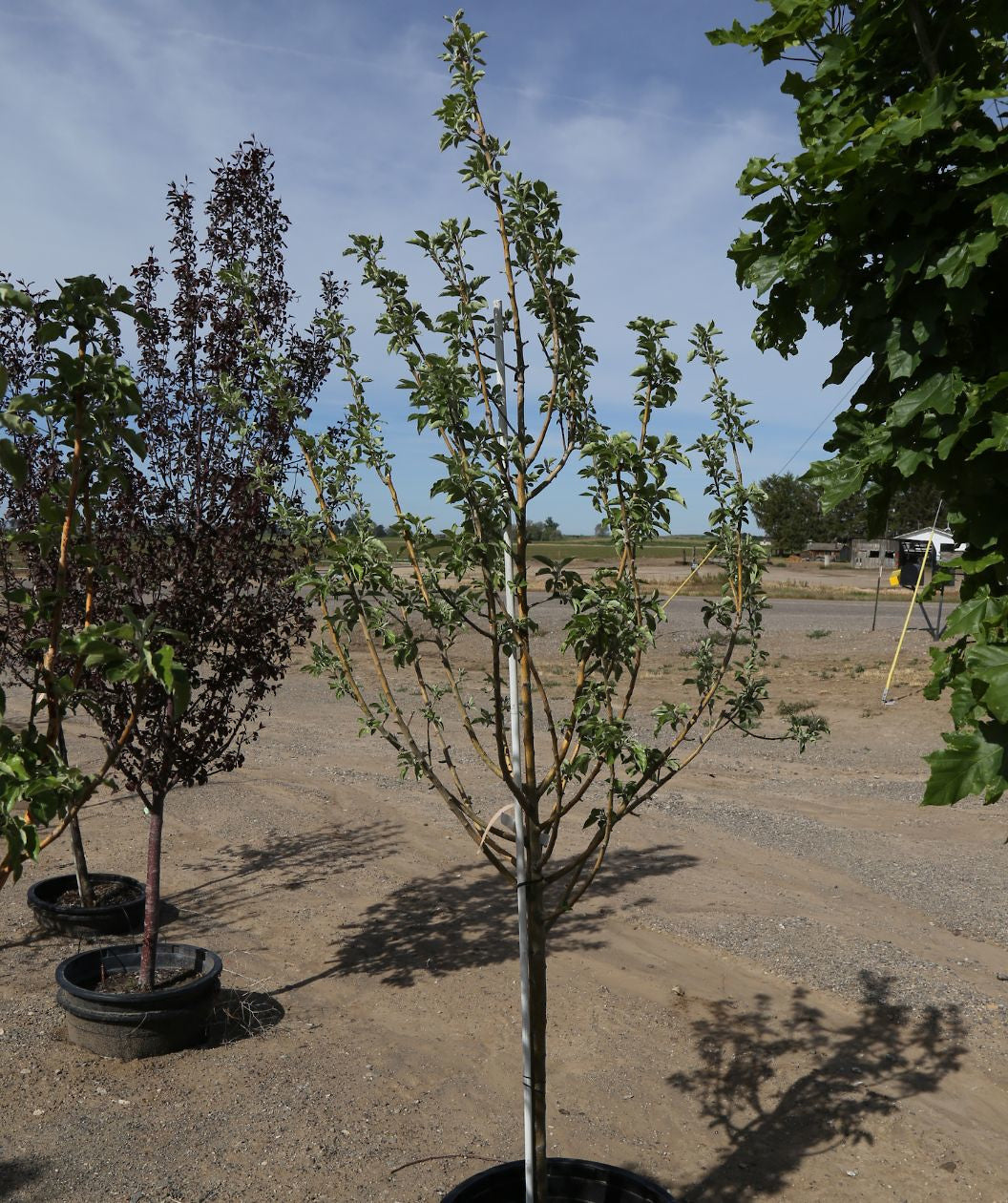 Honeycrisp Yellow Fruiting Apple growing on a nursery, green leaves with a uniquely colored yellow brown bark