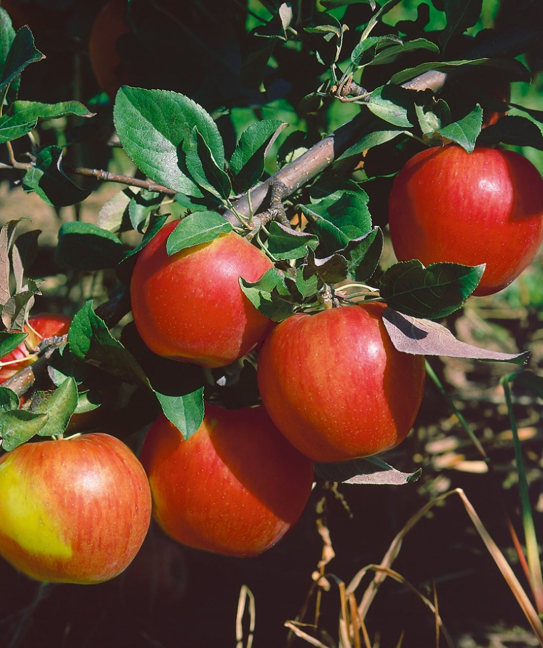 Honeycrisp Yellow Fruiting Apples growning on a branch, round red apples with yellow undertones growing on a yellow brown branch with green leaves