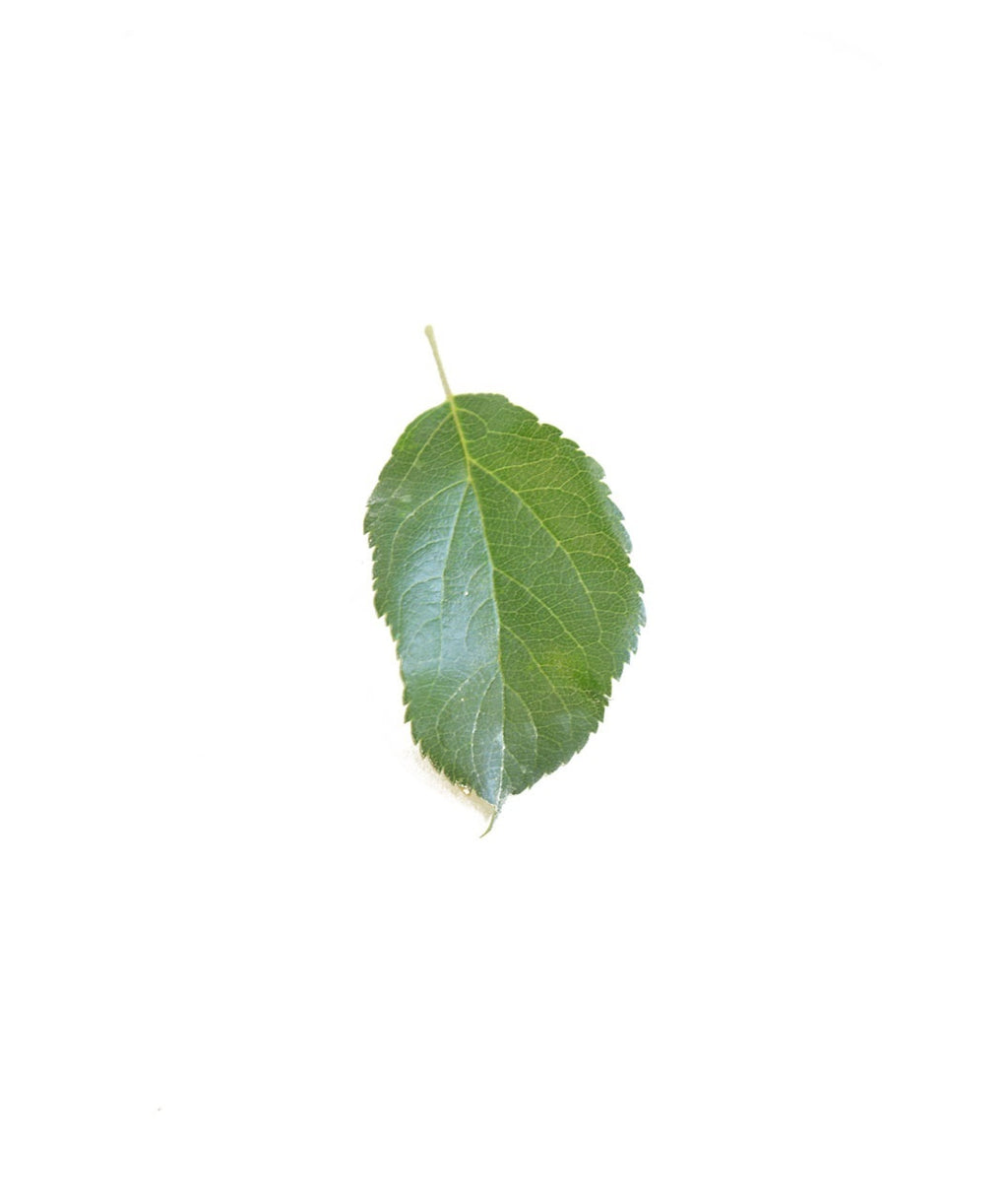 Honeycrisp Yellow Fruiting Apple Leaf on white, green oval shaped serrated leaf with a light green stem