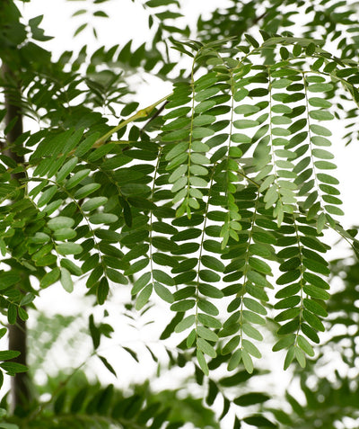 Close up of Shademaster Honeylocust leaves, small oval shaped green leaves