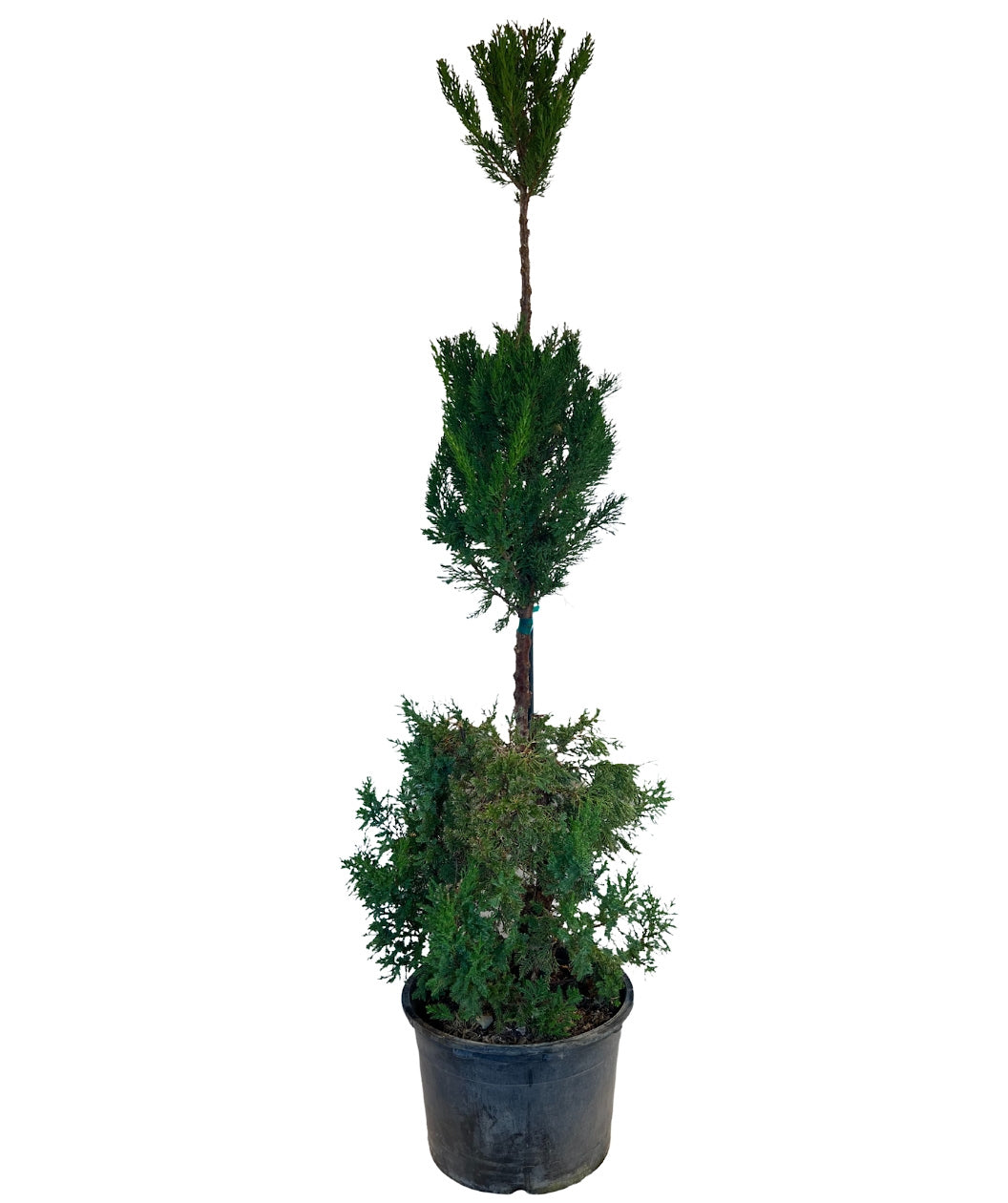 Hooks Juniper Poodle product shot on white, blue-green colored evergreen foliage pruned into 3 balls getting smaller from the bottom to the top