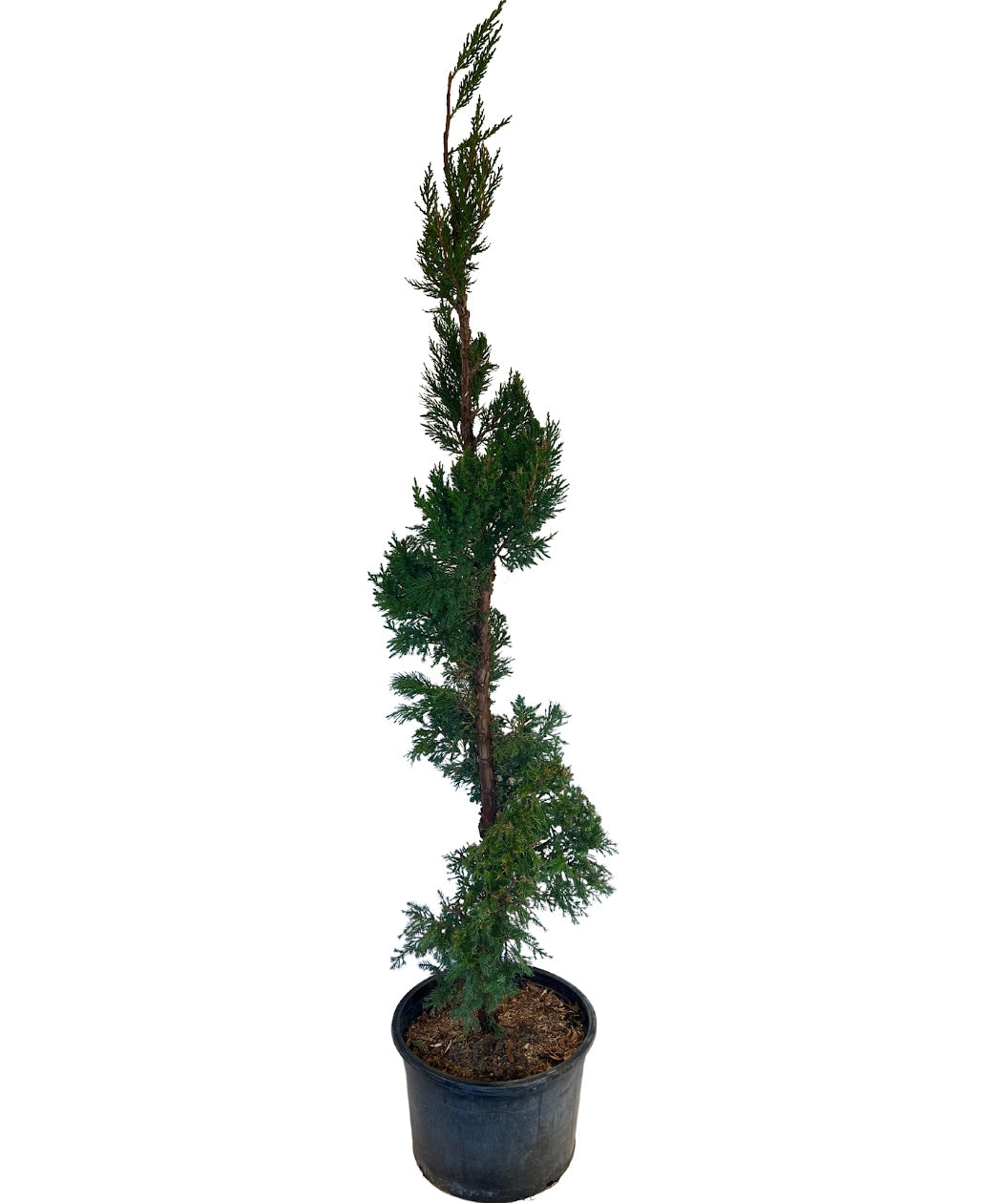 Hooks Juniper Spiral Topiary product shot on white, blue-green colored evergreen foliage pruned in the shape of a spiral