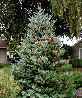  The Horstmann's Silberlocke Korean Fir planted in a landscape with large brown pine cones on the greenish-white-blue foliage