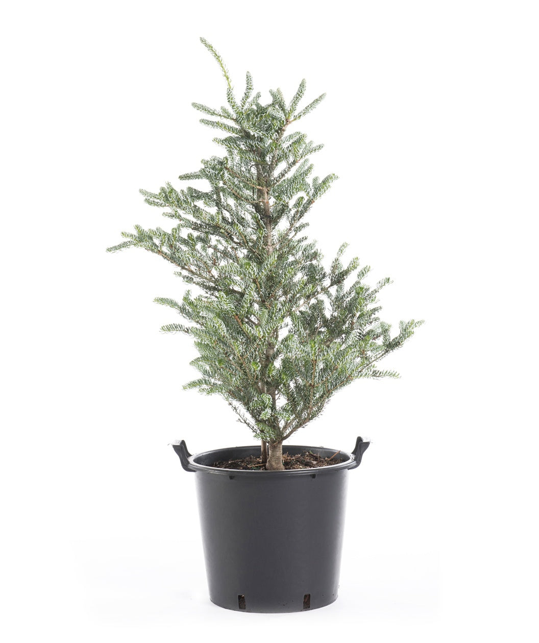 Horstmann's Silberlocke Korean Fir | Bower & Branch