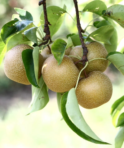 Close up of Hosui Asian Pear, several round green-brown colored fruits with white speckles growing on a tree with green leaves