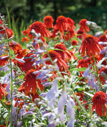 hot papaya echinacea seeds Hot Papaya Coneflower