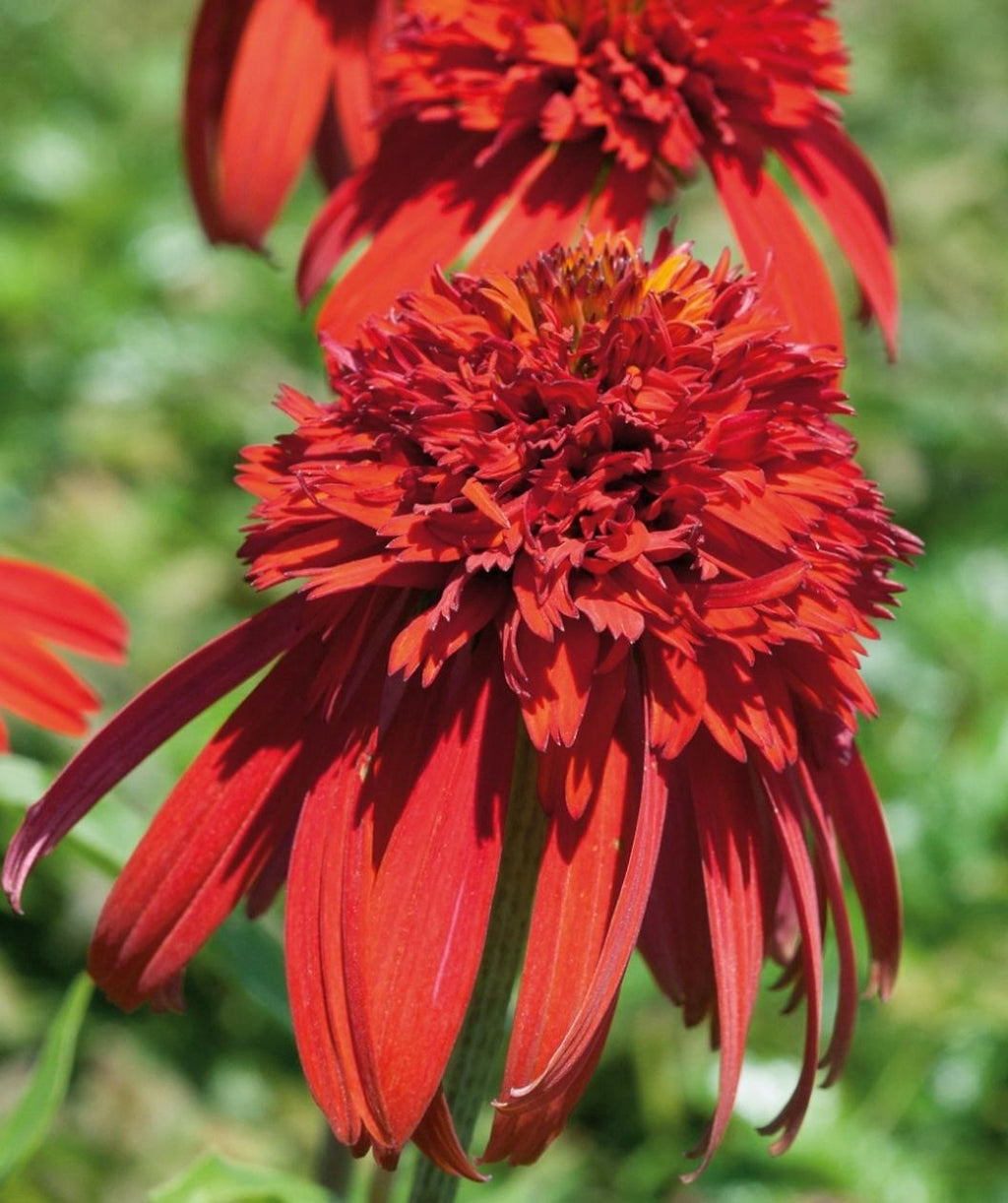Close up of Hot Papaya Coneflower, long red petals drooping below a cluster of smaller red petals