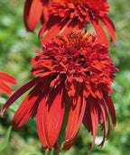 Close up of Hot Papaya Coneflower, long red petals drooping below a cluster of smaller red petals