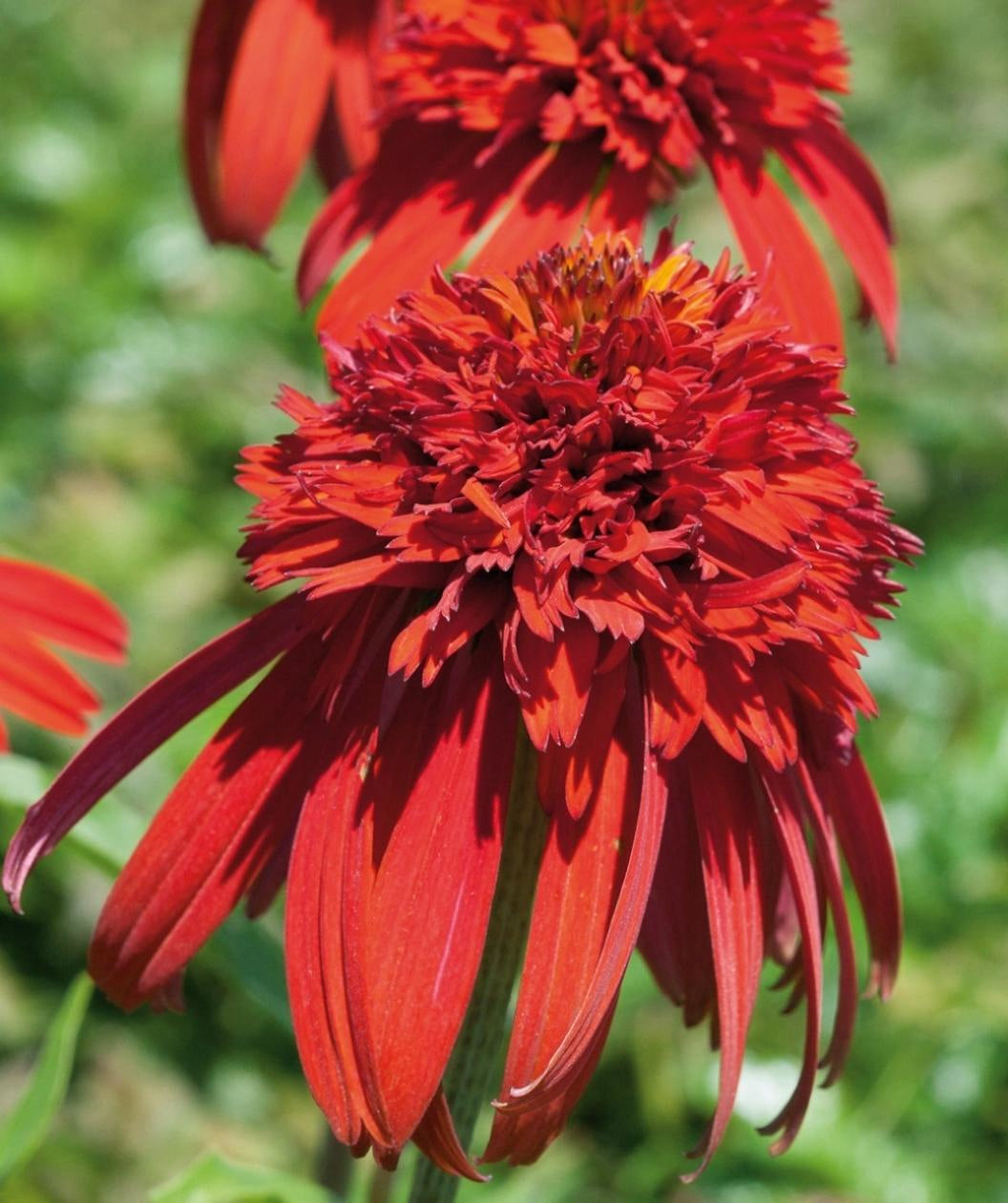 Close up of Hot Papaya Coneflower, long red petals drooping below a cluster of smaller red petals