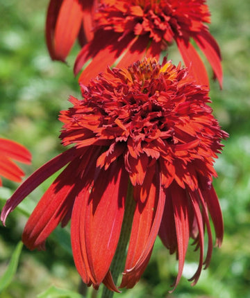 hot papaya echinacea seeds Hot Papaya Coneflower
