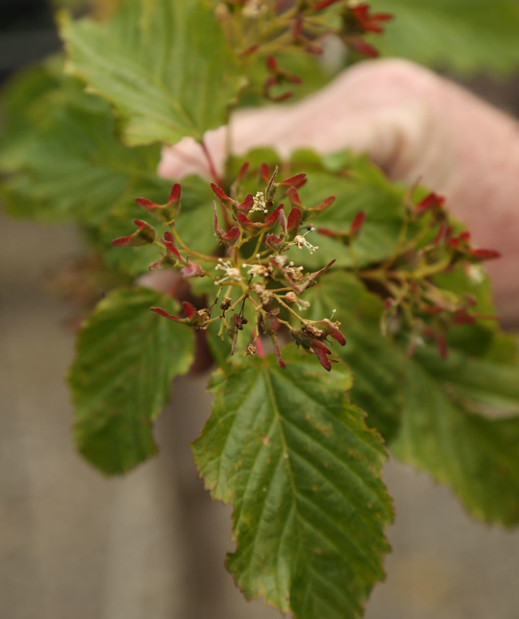 Hot Wings Tatarian Maple developing seeds, after the small white flowers are gone these unique seed pods begin to develop and turn bright red