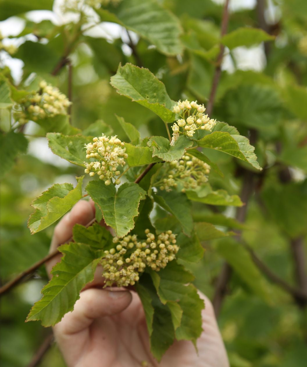 Hot Wings Tatarian Maple flower buds, these small round light green buds open up to small white flowers that eventually develop into seed pods, buds are growing with crinkled wavy looking green leaves