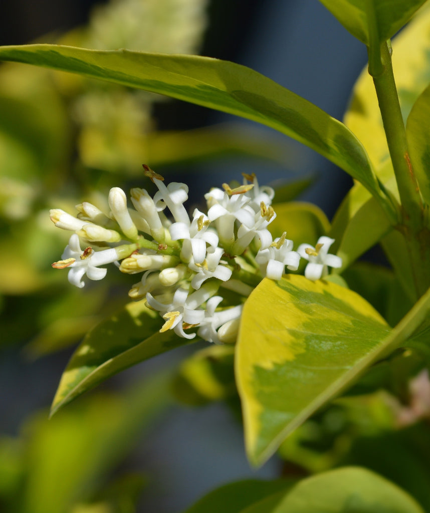 Howardi Golden Privet