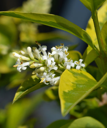 Close up of Howardi Golden Japanese Privet flowers and foliage, small cluster of small white tubular flowers emerging from glossy dark green and golden colored foliage