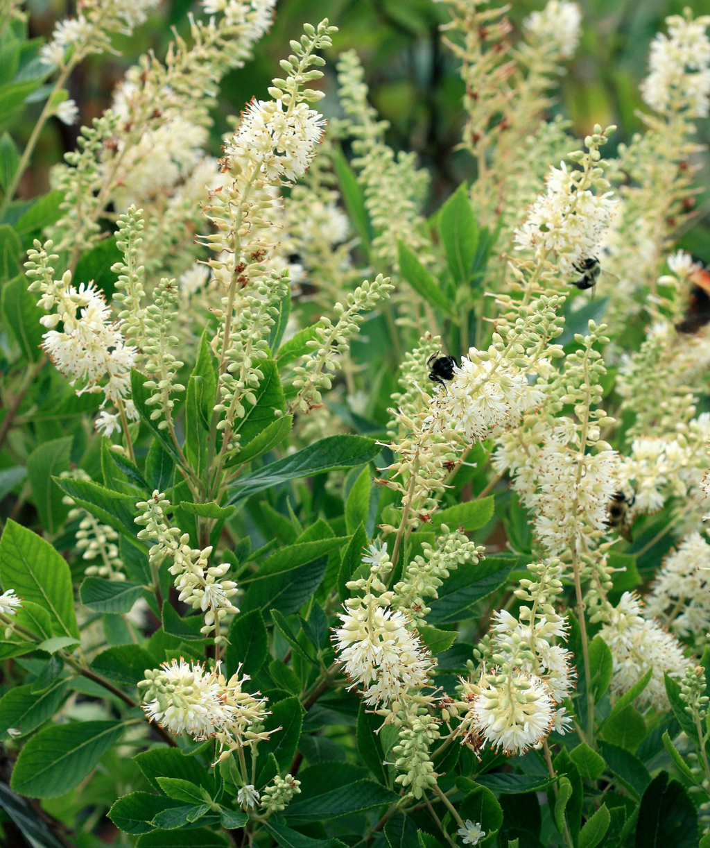 Hummingbird Summersweet closeup of white flowers