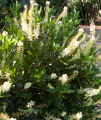 Hummingbird Summersweet planted in landscape