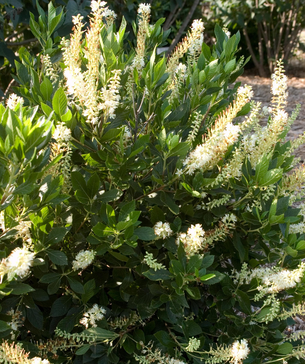 Hummingbird Summersweet planted in landscape