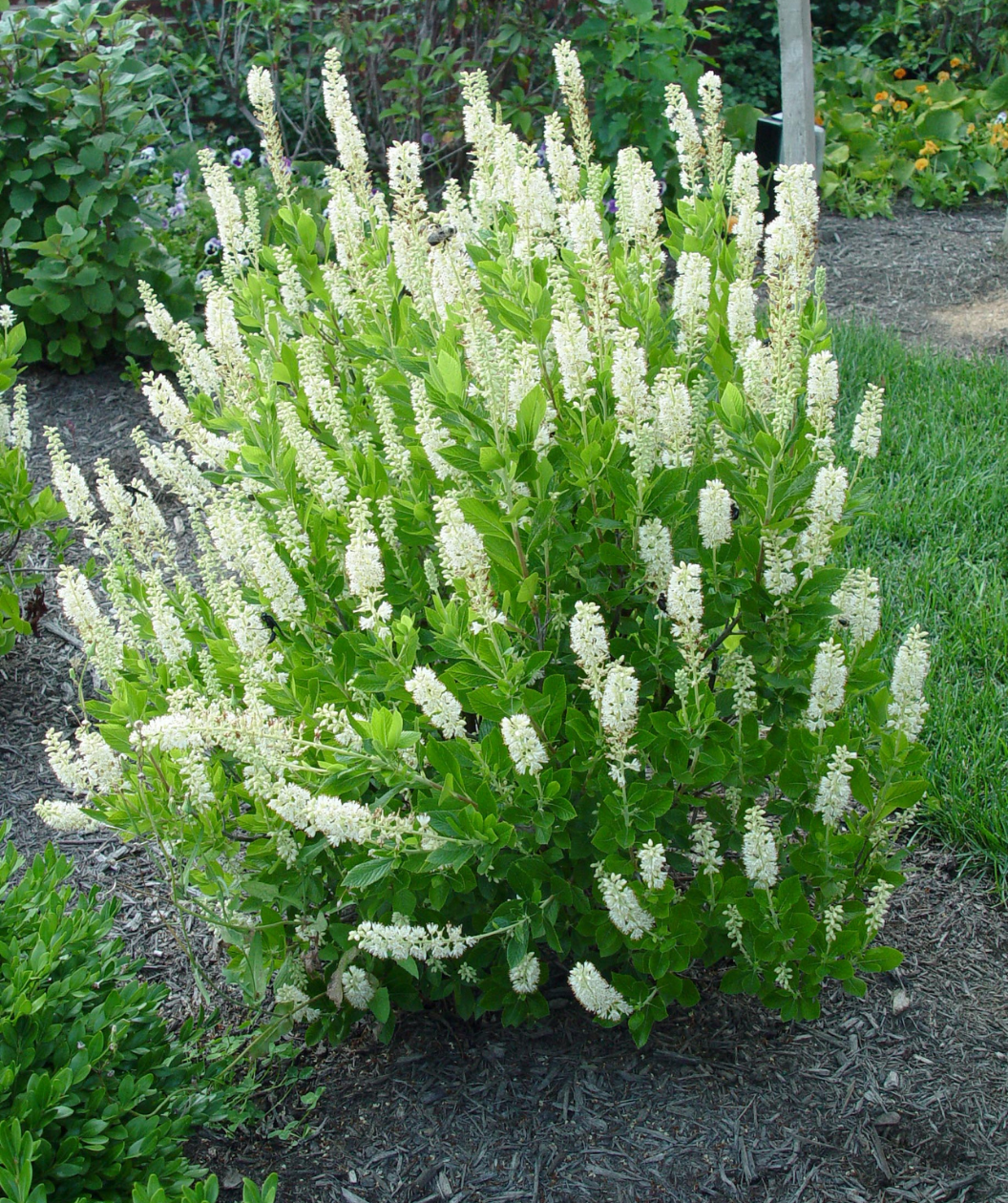 Hummingbird Summersweet white flowering shrub