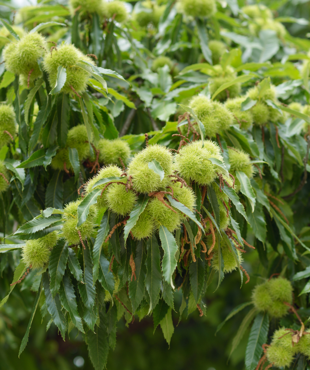 Hybrid Chestnut