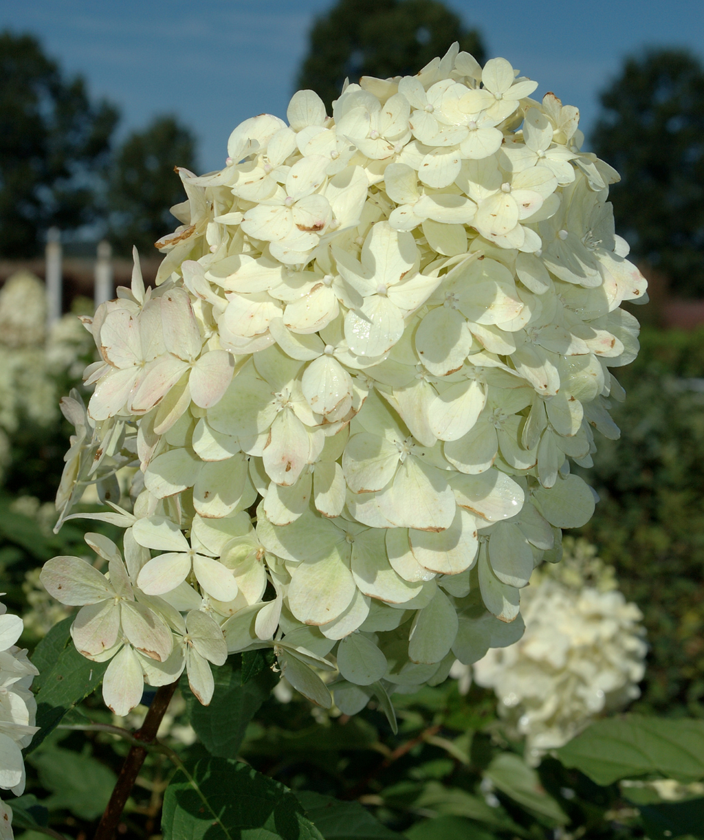 Limelight Hydrangea closeup of creamy white flower panicle