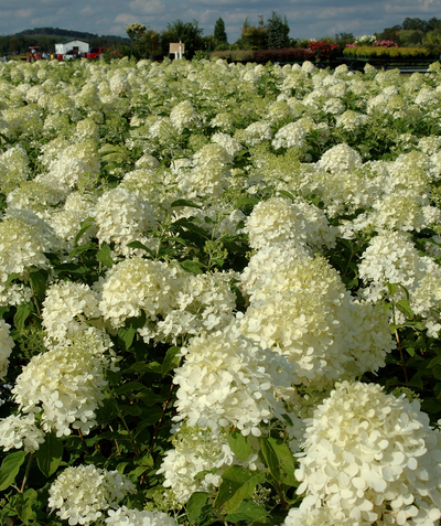 Limelight Hydrangea creamy white flower panicles filling landscape